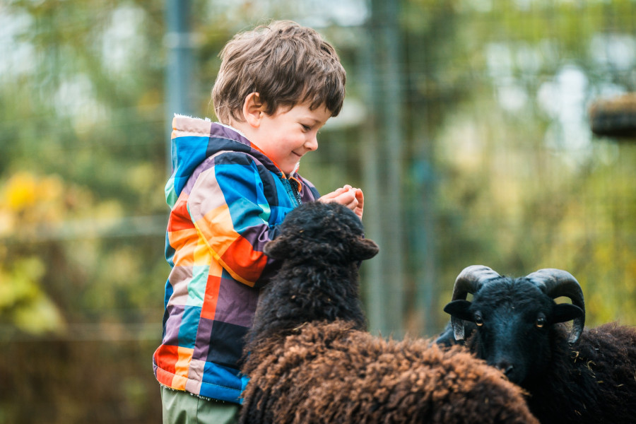 20241102_140300_0021-junge-mit-schafen