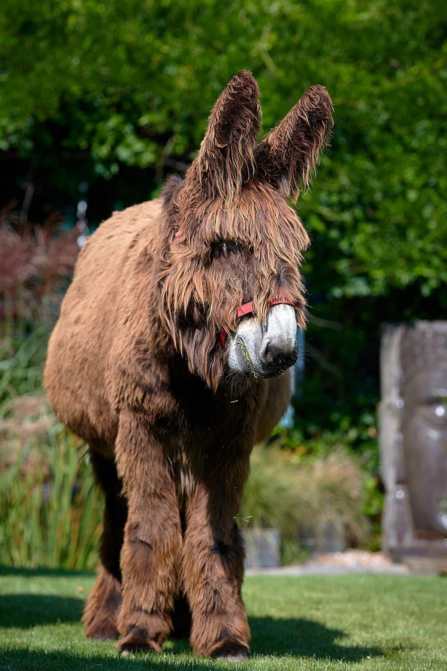 esel-venus_9033breita173660