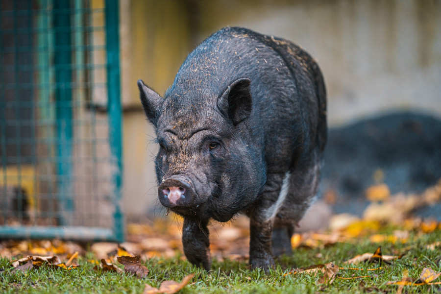 20241102_134356_0004-schwein