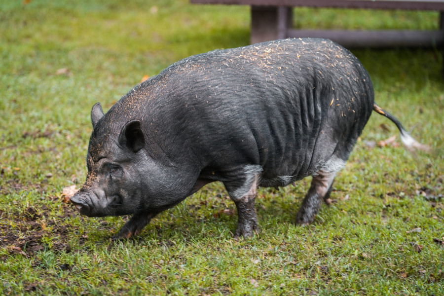 20241102_134255_0001-schwein