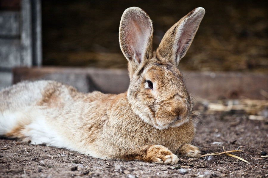 10052011_0121-kanninchen