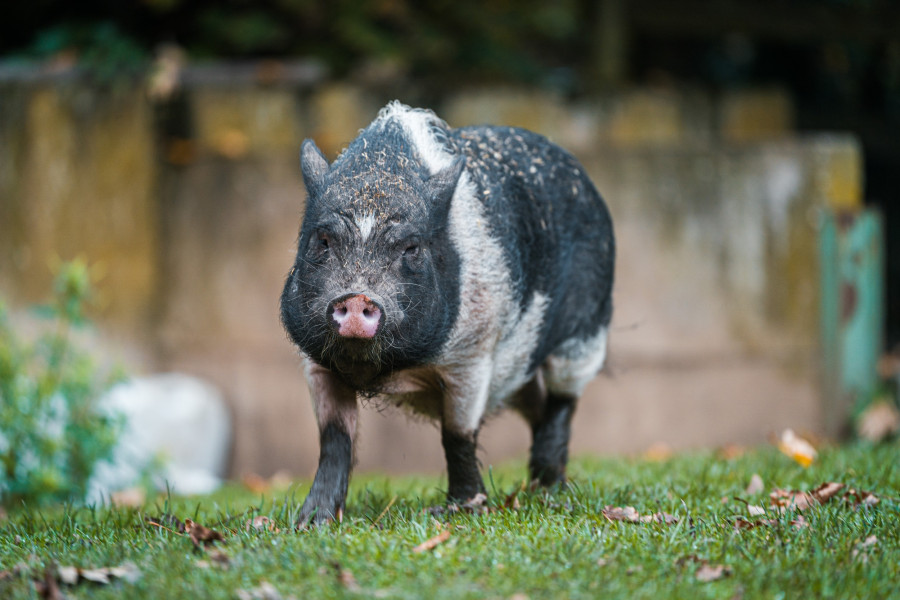 20241102_134440_0006-schwein