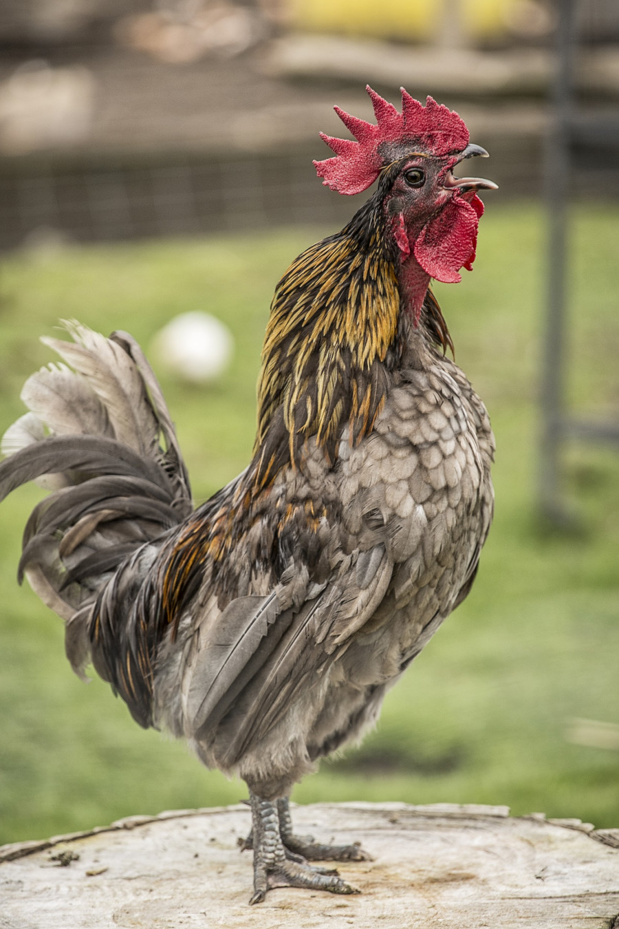 22072012_0014-huhn
