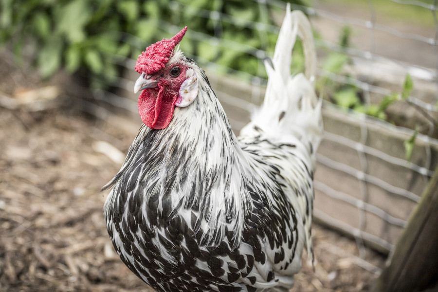 04062013_0095-huhn