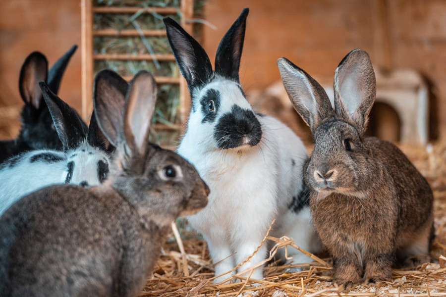 20221111_1442_0131-kanninchen