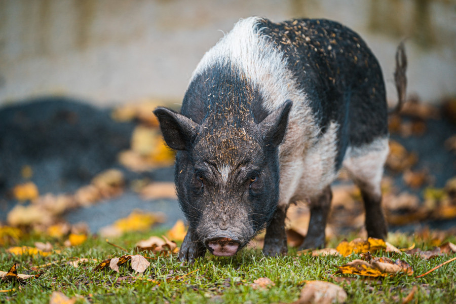 20241102_134334_0003-schwein