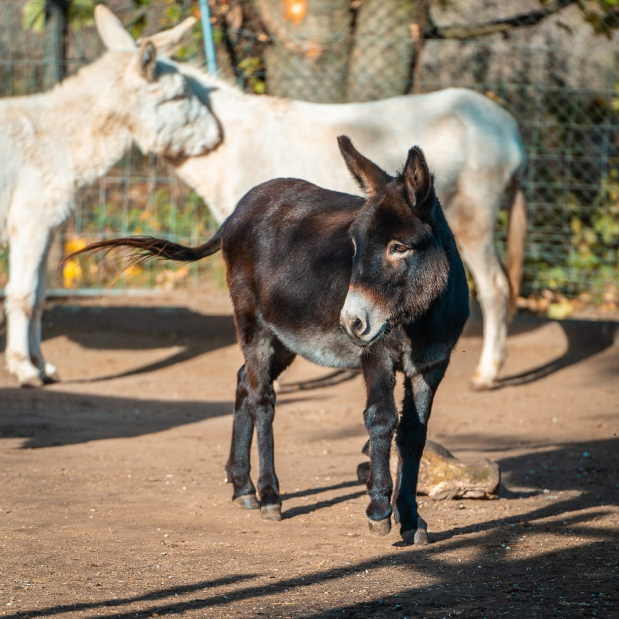 20221111_1410_0007-esel