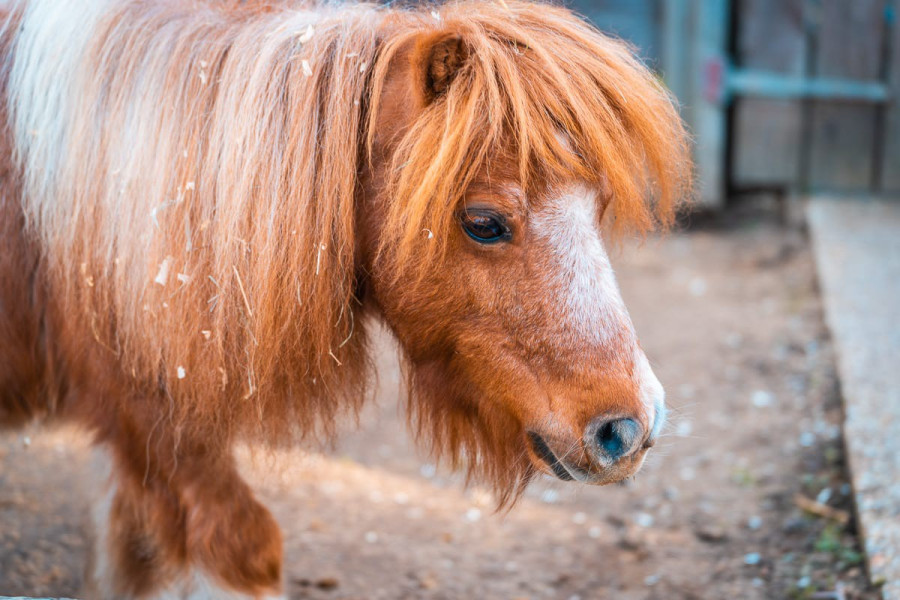 20221111_1416_0023-pony