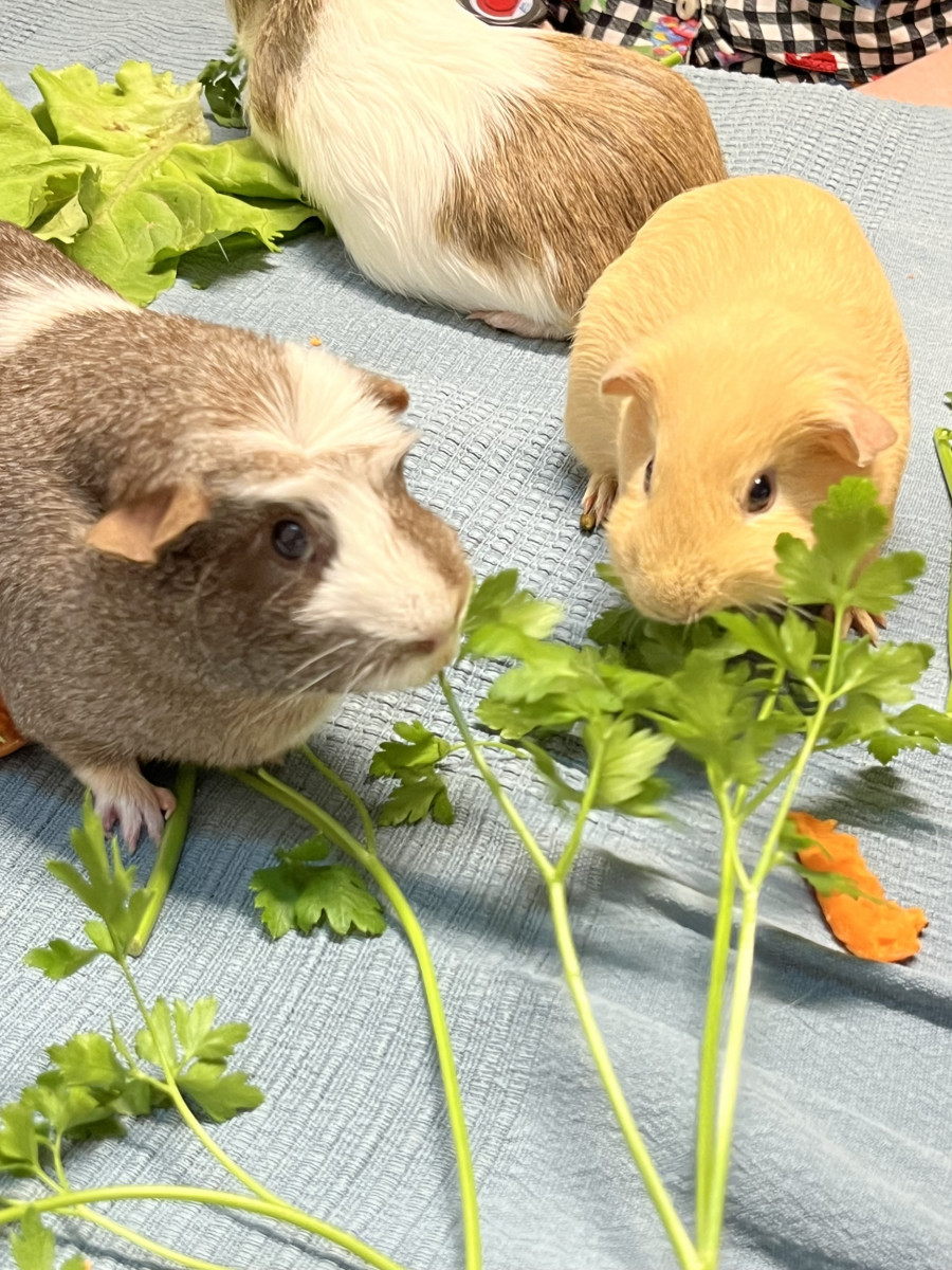 kleintiere-im-altenheim-2